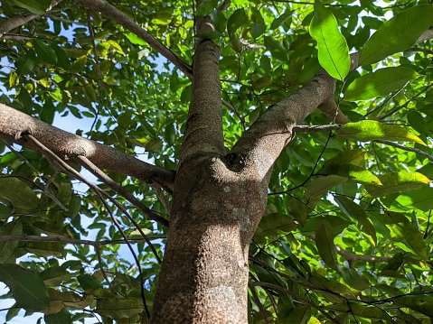 침향 효능, 부작용 및 안전하게 사용하는 방법