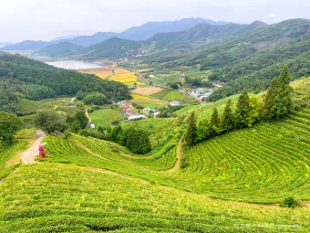 보성 녹차밭 대한다원 입장료 주차 코스 정보 총정리_14