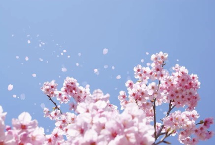 사진 : iStock - 꽃&amp;#44; 나비