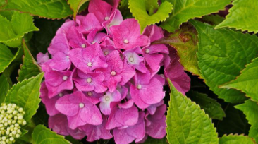 부산 태종대 수국축제