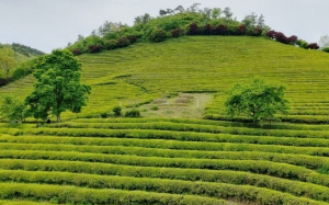 5월에 방문하는 축제 BEST 7
