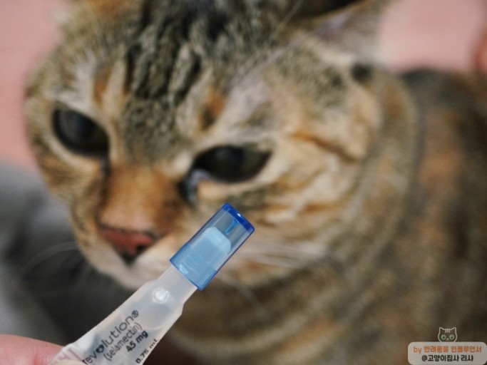 고양이 심장사상충