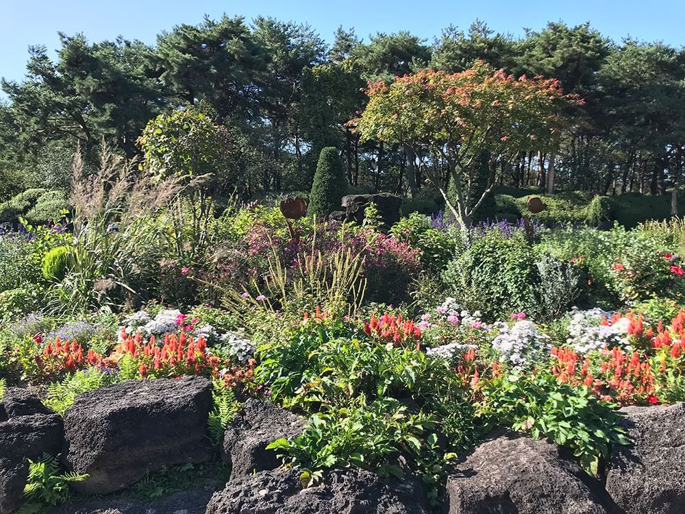 파주 벽초지 수목원 수국