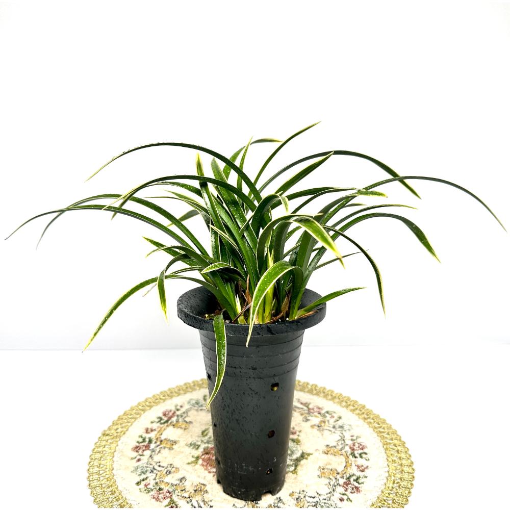 동양란 난 키우는법 물주는 방법