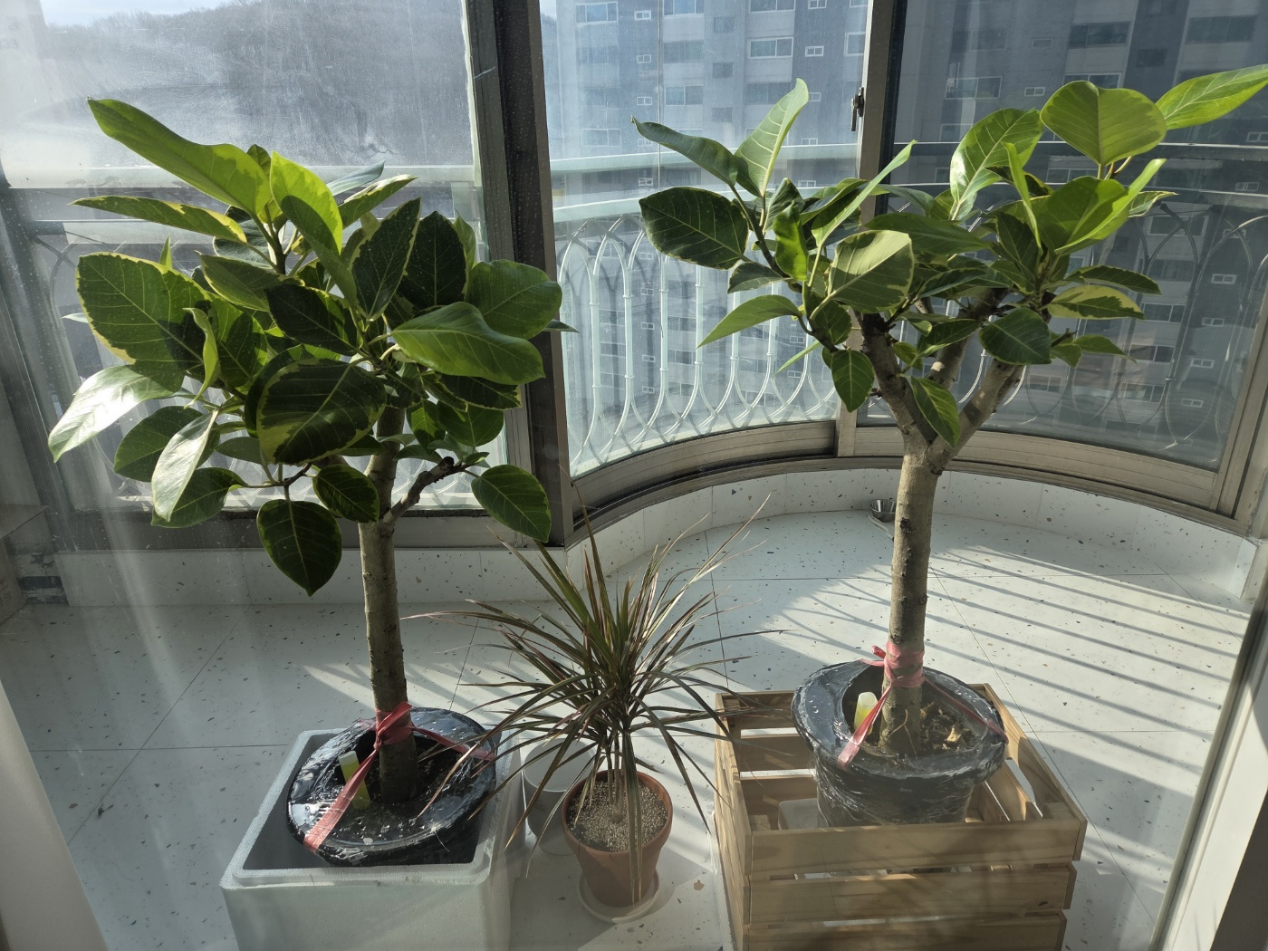 우리 집에 들어온 식물들