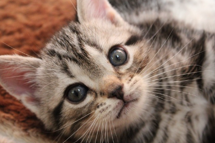 이쪽을 보고 있는 새끼 고양이.