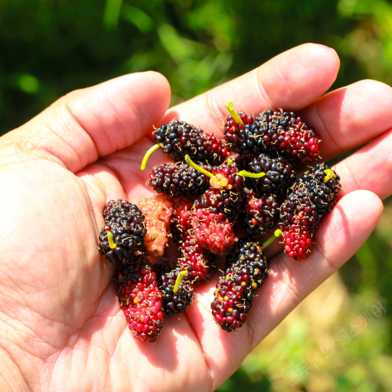 오디 효능 부작용