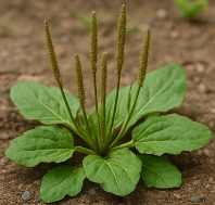 차전자피의 효능