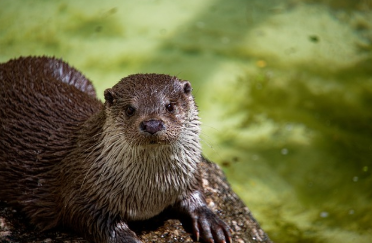 야생 동물의 도시화 적응