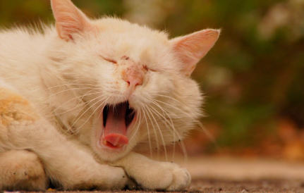 기침을 하는 것.