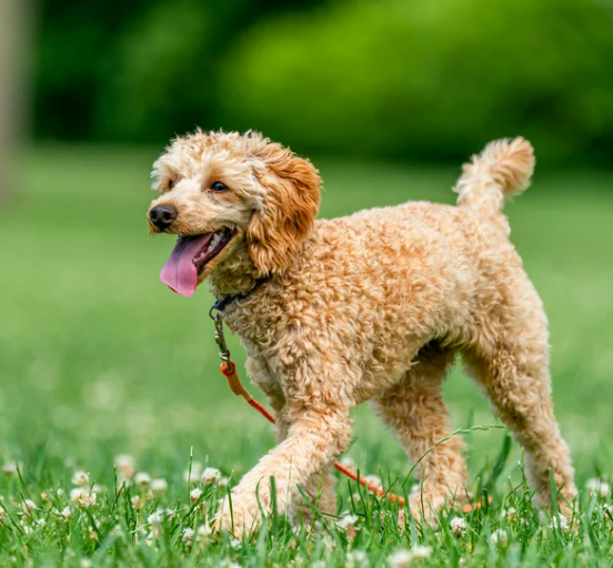 강아지 다리 절뚝? 보호자가 꼭 알아야 할 5가지 이유와 대처법
