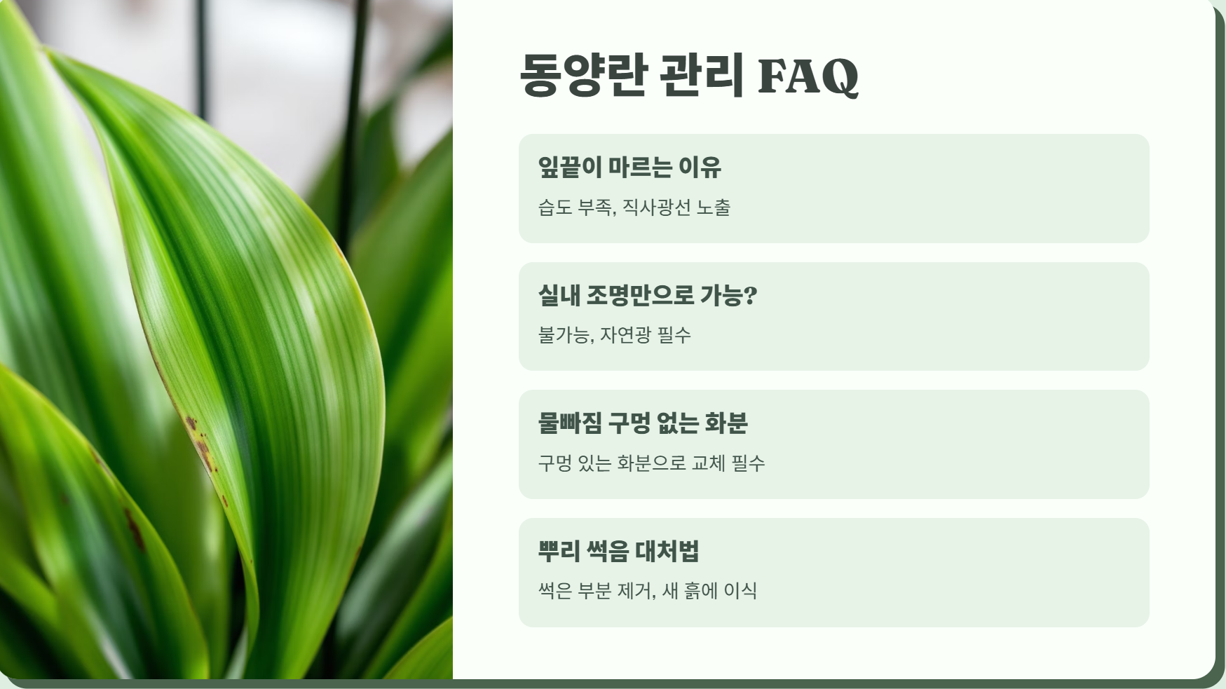 동양란 관리 질문과 답변