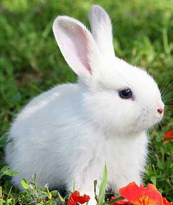 십이간지_토끼띠