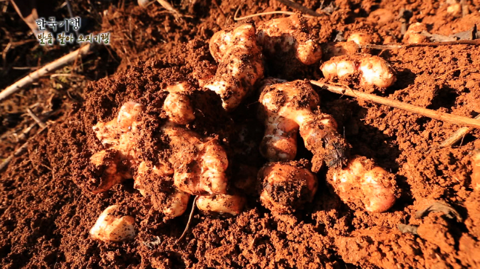 돼지감자_보관법