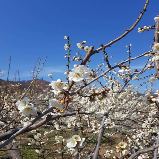 광양 매화