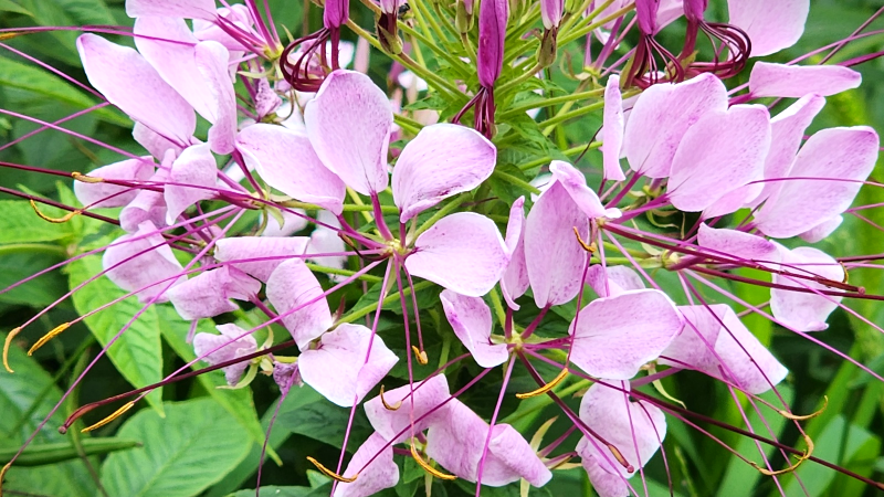 풍접초(風蝶草),족두리꽃, 백화채, 양각채