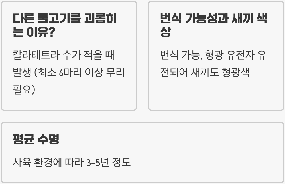 칼라테트라 키우기 A to Z (어항, 먹이, 수질 관리)