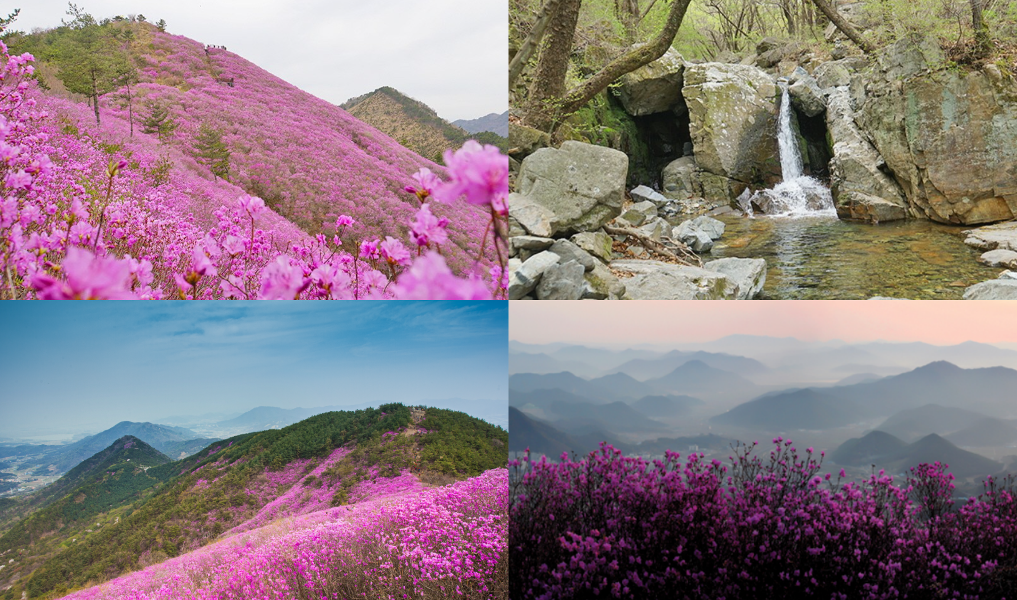 천주산 진달래 축제