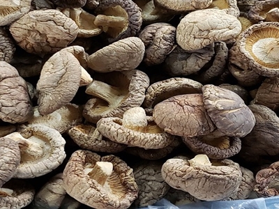 표고버섯 효능 사진26