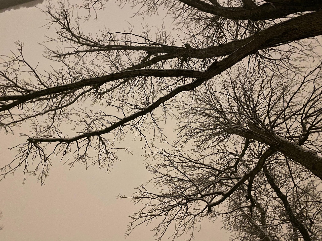 미국 vs 일본 산업보호 차이 관련 사진