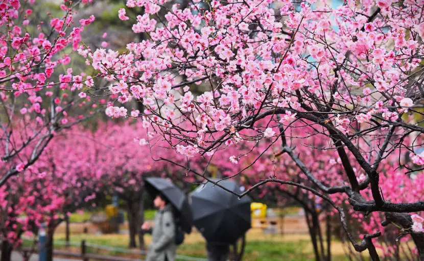 국채보상운동기념공원 매화