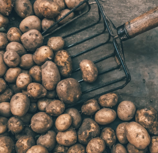 감자의 효능과 부작용