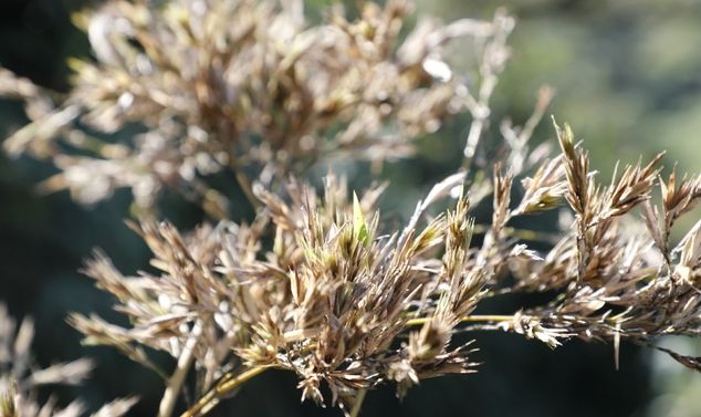 대나무꽃의 비밀