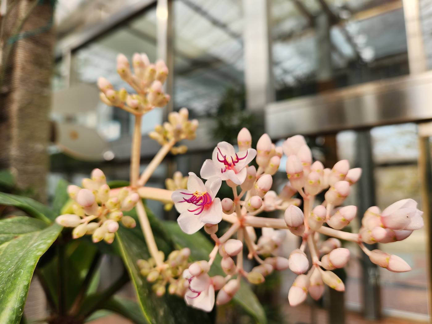 메디닐라 마그니피카