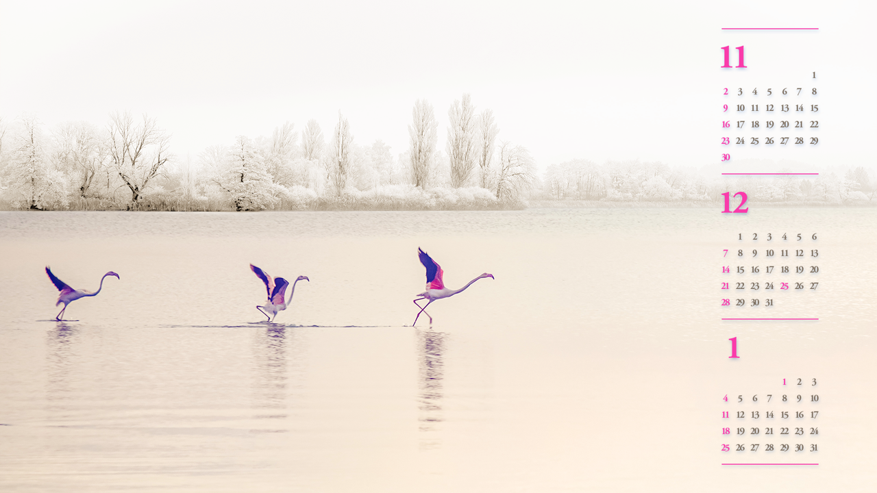10 호수 위의 플라밍고 B - 2025년12월 노트북배경화면