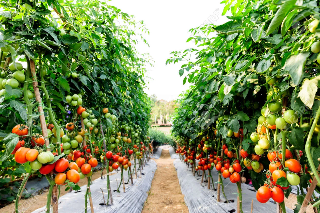 토마토 재배 지지대 설치 적심 유인 관리_6