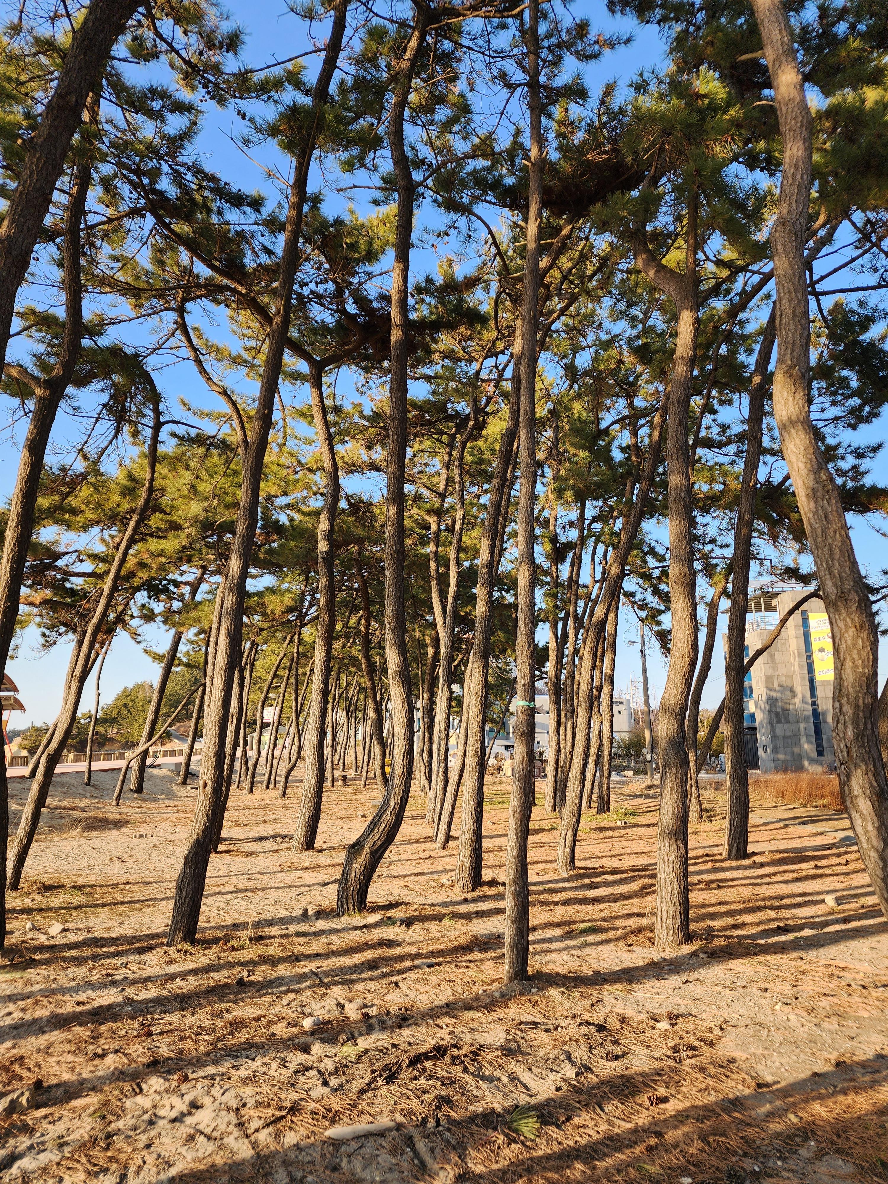 반려견과 변산반도여행 채석강