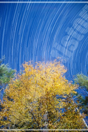 창경궁 춘당지 연못을 둘러싼 붉은 단풍나무들이 물에 아름답게 비치는 반영 