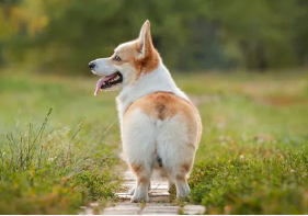 웰시코기 사진/출처:어도비스톡