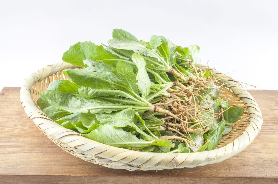 장마 기간 심으면 좋은 텃밭 작물