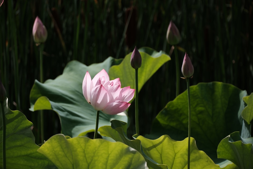 'Vitality'