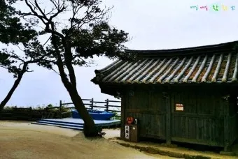 부안 수성당 유채꽃 히든스팟 개화시기_14