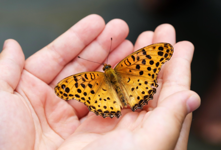 곤충 관찰하는 사진