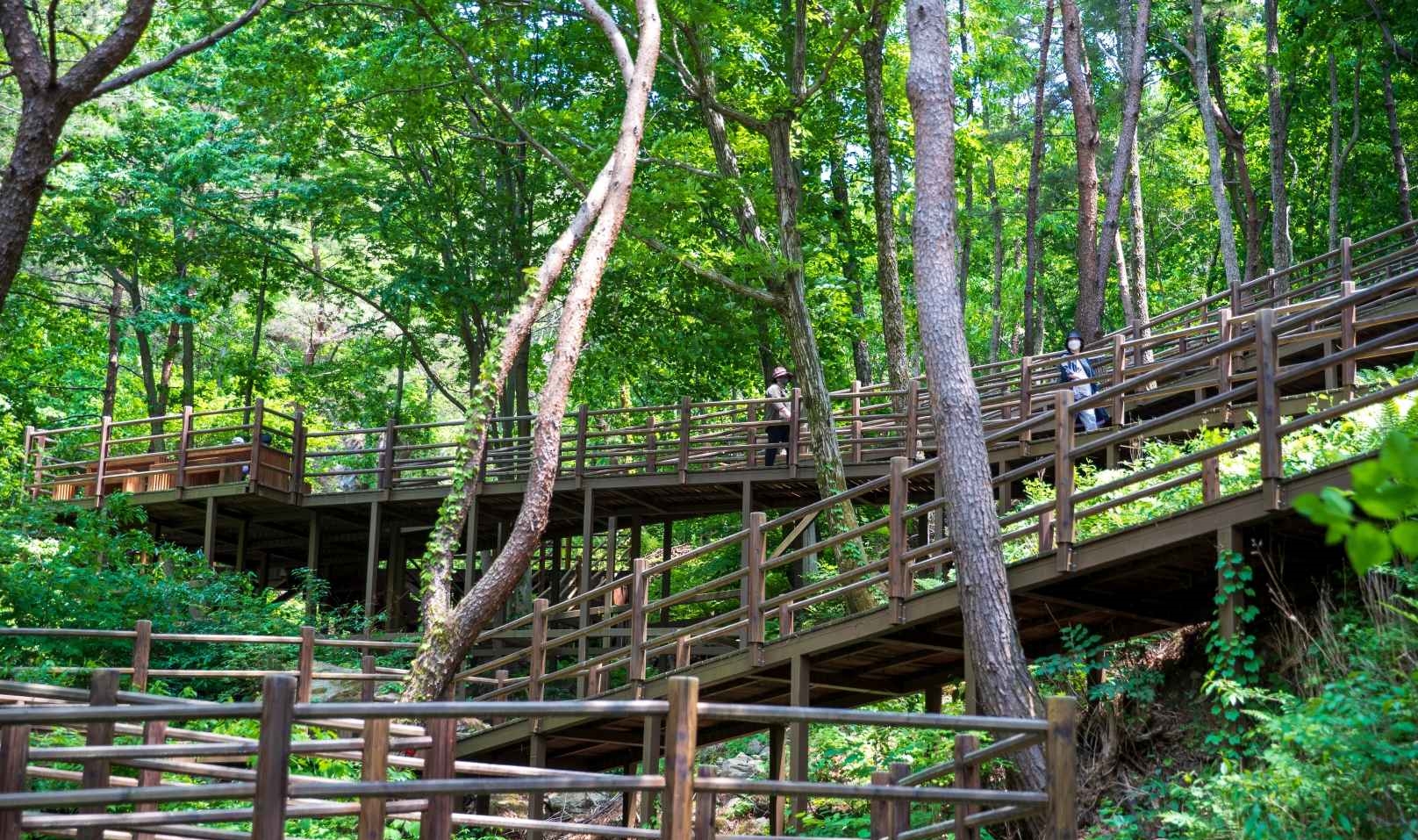 항노화힐링랜드 치유의숲