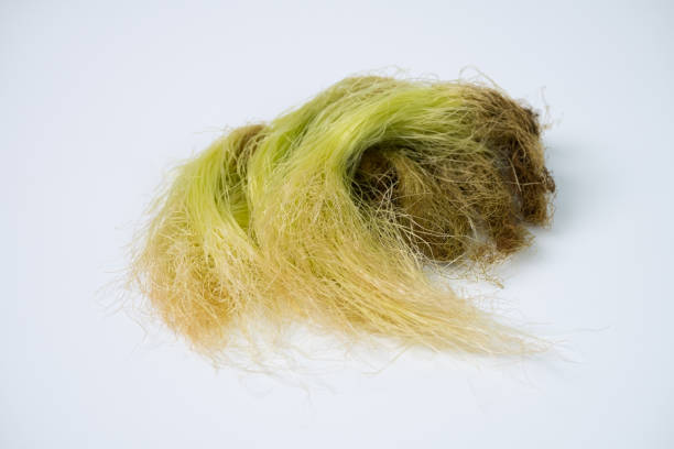 옥수수 수염차 효능