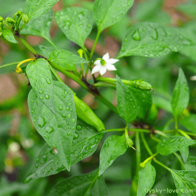 비타민이 풍부한 고춧잎