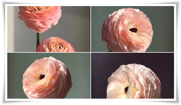 "라넌큘러스" 봄의 로맨스를 담은 매혹적인 매력의 꽃 봄의 요정!