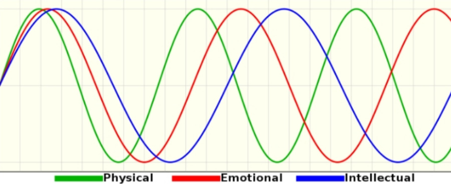 신체, 감정, 지성의 세 가지 패턴을 각각 23, 28, 33일 주기로 상승과 침체를 반복하는 바이오리듬을 그린 그림