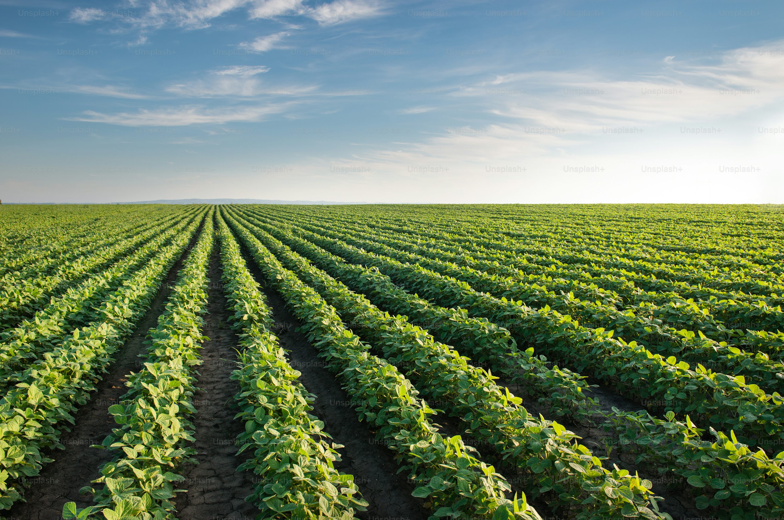 Farmland Suitable for Solar Installation