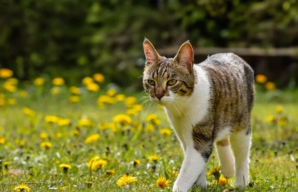 반려동물 직업 트렌드, 동물보호사·행동지도사·펫보험까지