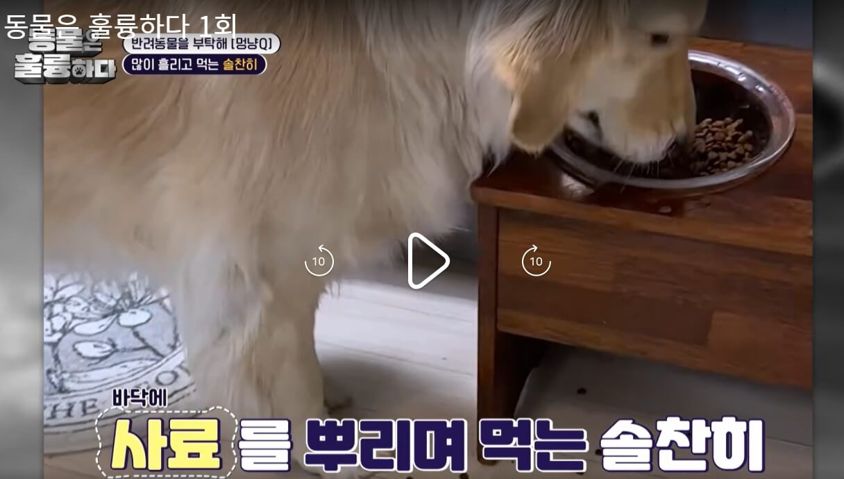 동물은-훌륭하다-동훌륭-1회