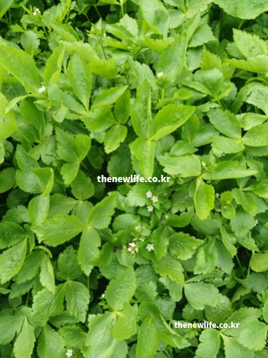 참나물 효능의 뇌 기능 향상에 도움을 주는 정유 성분이 풍부한 참나물 실사진