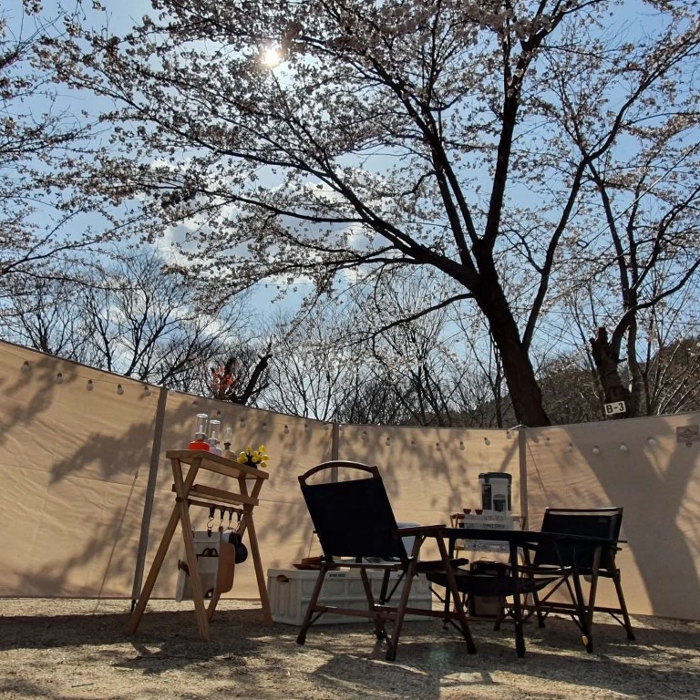 벚꽃 아래 텐트 모습