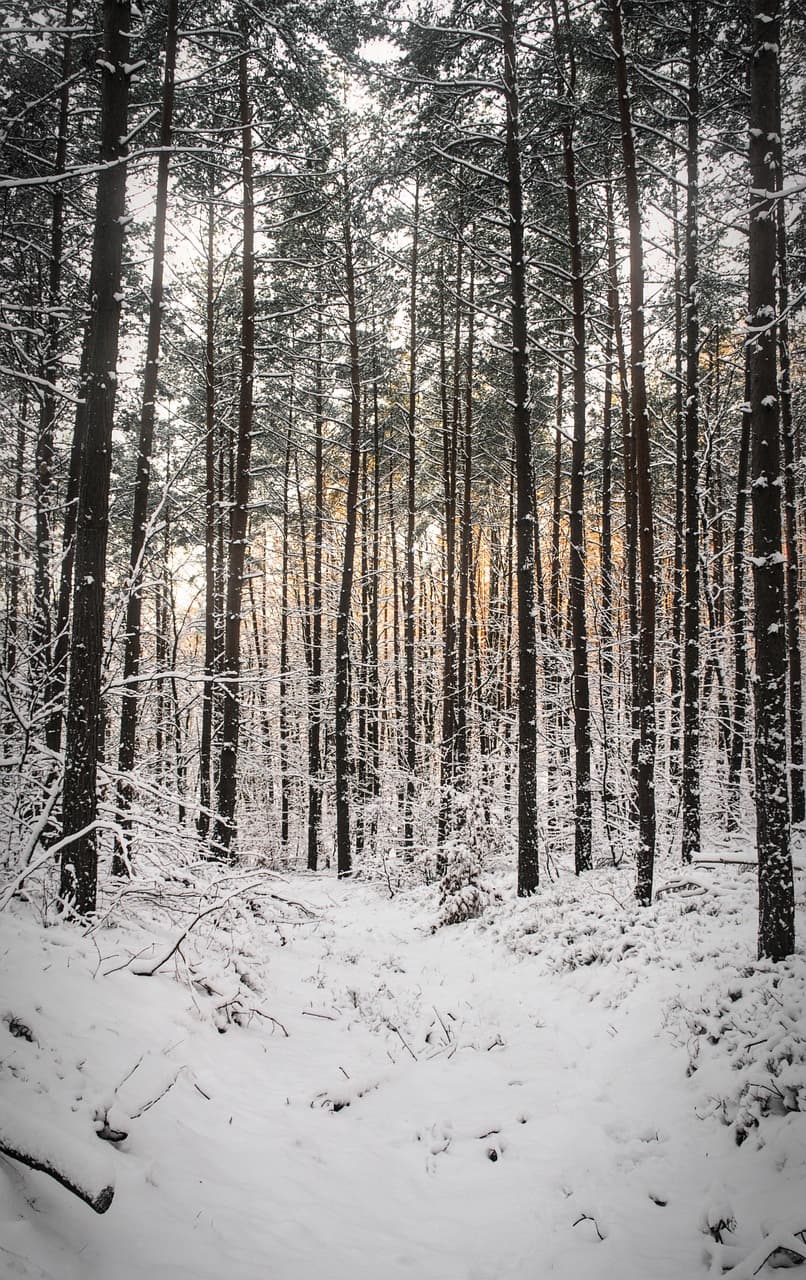 공민왕의 개혁 정치와 신진 사대부의 등장
