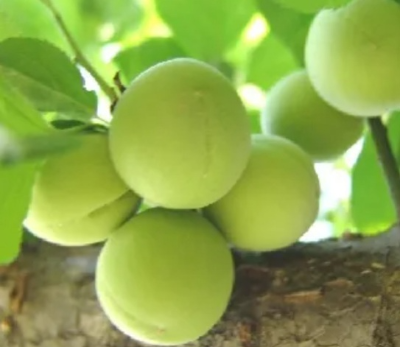 굵은 매실 열매 사진