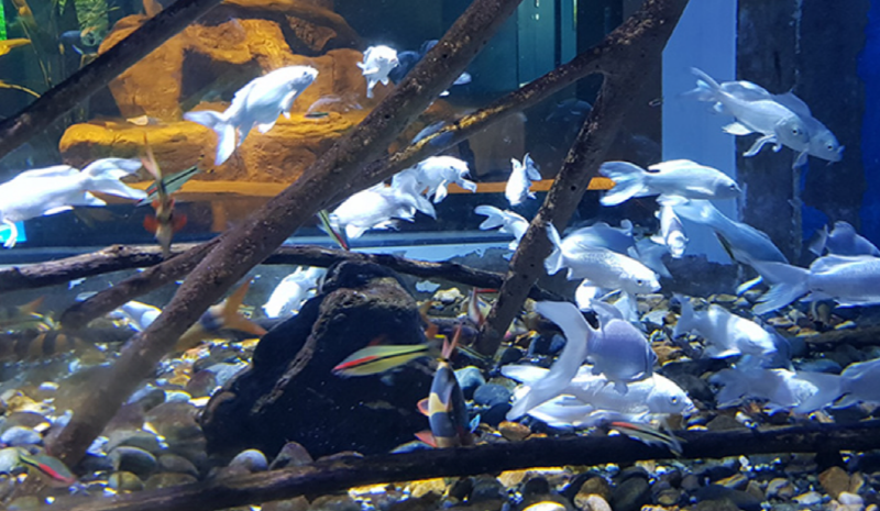 단양 아쿠아리움